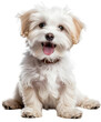 © Ikram - Smile maltipool Maltese poodle puppy little dog pet teddy brown white isolated