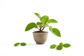 Wall Mural - Small potted plant with green leaves