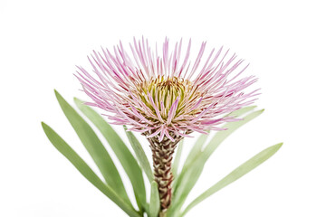 Wall Mural - Pink Protea Flower with Green Leaves Isolated on White Background