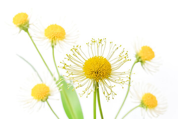 Wall Mural - Close-up of a yellow daisy with white petals