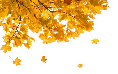 Wall Mural - isolated yellow foliage. maple tree with golden leaves. fall leaf branch