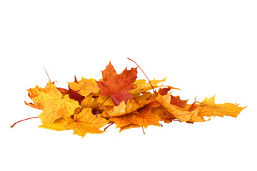 Wall Mural - pile of autumn maple colored leaves isolated