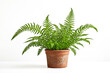 © Rysak - Potted fern plant against a white background