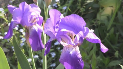 Sticker - Two purple iris flowers bloom in a garden.