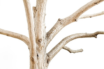 Wall Mural - Closeup of a tree trunk with branches isolated on a white background