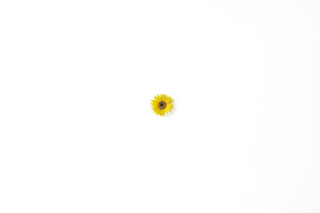 Poster - Single Yellow Daisy on White Background