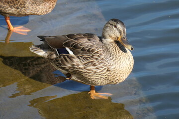 Serene Duck Resting by the Water