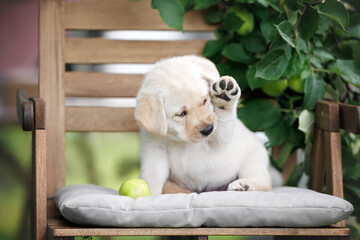 Wall Mural - cute labrador puppy waving  his paw outdoors on a wooden chair