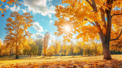 Wall Mural - Fall's here! Admire the park's trees with their vibrant yellow leaves. Sun shines bright as leaves fall, painting a colorful backdrop.