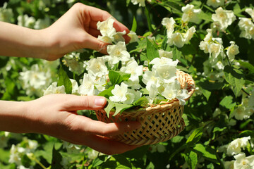 Wall Mural - Woman holding wicker basket with jasmine flowers near shrub outdoors, closeup