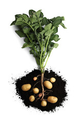 Wall Mural - Potato plant with tubers and soil isolated on white, top view