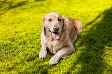 Canvas Print - Happy young dog playing training outdoor