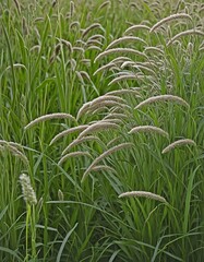 Wall Mural - Side view of wild grass