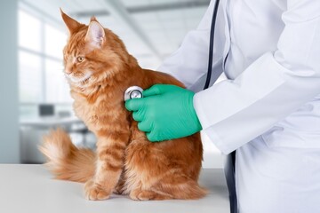 Sticker - Veterinarian examining cat pet in clinic