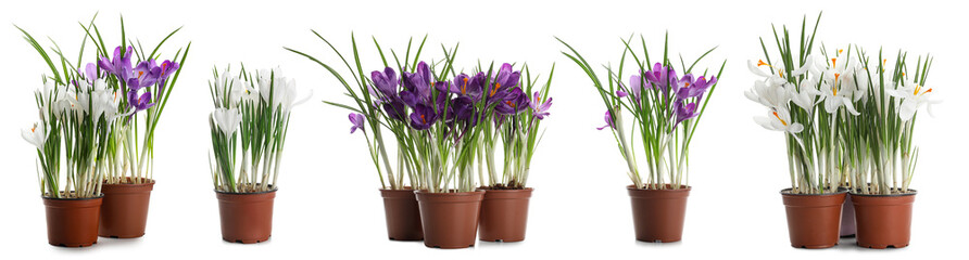 Wall Mural - Set of many pots with blooming crocus plants on white background