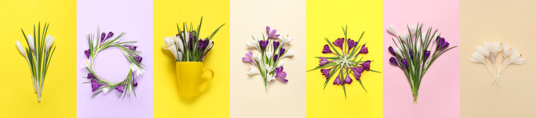 Wall Mural - Collage with many crocus flowers on color background, top view