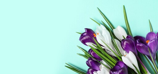 Wall Mural - Beautiful crocus flowers on turquoise background with space for text, top view