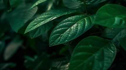 Aufkleber - Nature of dark green leaf in garden Natural green leaves plants using  background cover page environment ecology or greenery wallpaper : Generative AI