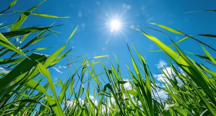 Poster - Sunlight Shining Through Tall Grass Blades