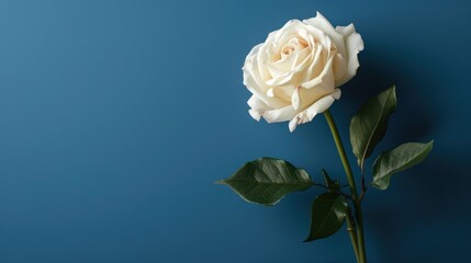 Wall Mural - White rose on blue backdrop