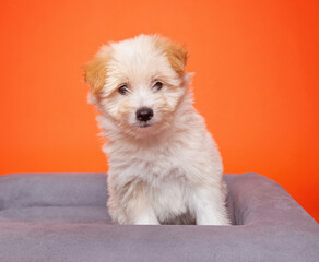 Wall Mural - cute dog on an isolated background in a studio shot