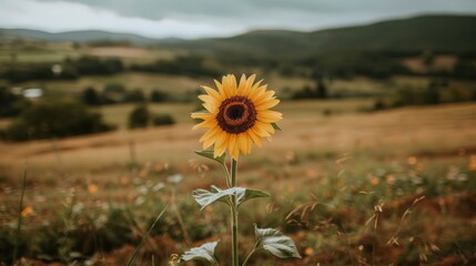 Canvas Print - Sunflower in focus with field in the background