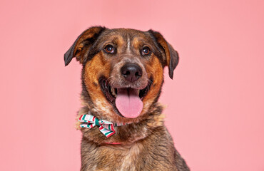 Wall Mural - cute dog on an isolated background in a studio shot