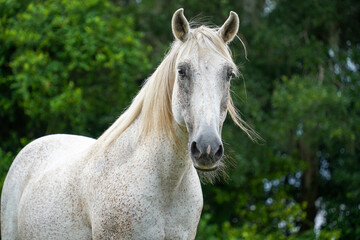 portrait of a white horse