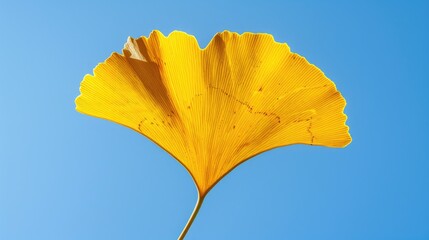 Canvas Print - Ginkgo tree leaf in yellow against clear blue sky