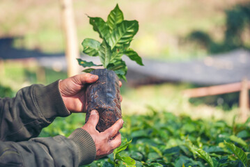 smart farmer checking plant in eco green farm sustainable quality control. close up hand check quali