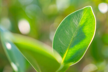 Wall Mural - Natural plant green leaf in garden with bokeh background