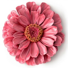 Poster - zinnia isolated on white background