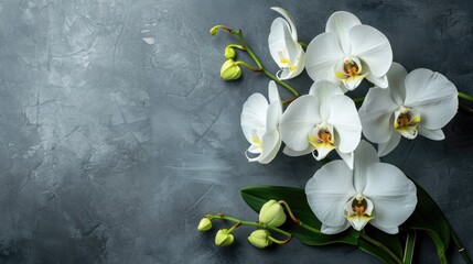 Wall Mural - Tropical orchid flowers on gray background from top view with text space