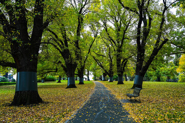 Autumn park scene at Melbourne, Australia in May.