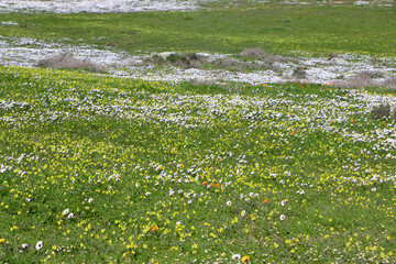 Wall Mural - landscape with wildflowers in West Coast National Park, South Africa