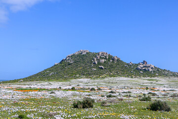 Wall Mural - landscape with wildflowers in West Coast National Park, South Africa