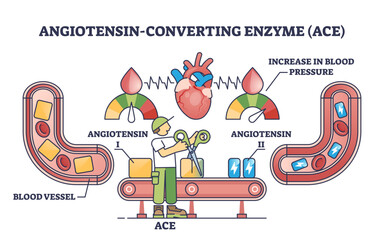 Poster - Angiotensin converting enzyme or ACE to blood vessel health outline diagram, transparent background. Labeled educational medical scheme with cardiology treatment.