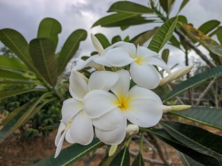 Wall Mural - kamboja flower (Plumeria obtusa) in the morning