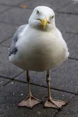 seagull 