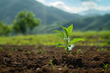 Leinwandbilder - Amidst the beauty of the countryside, a  young Withania plant can be seen growing in a field, exemplifying their dicotyledonous traits