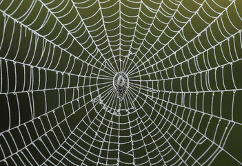  A close-up of the intricate patterns on a spiderweb. 