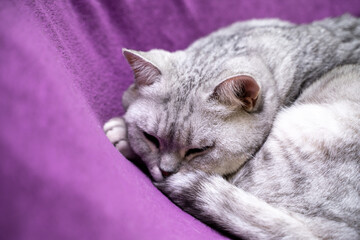 Wall Mural - scottish straight cat is sleeping. Close-up of a sleeping cat muzzle, eyes closed. Against the background of a purple blanket. Favorite Pets, cat food.