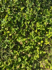 texture of green foliage natural outdoor 