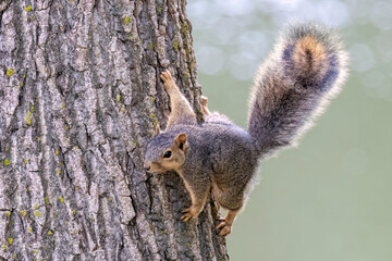 Wall Mural - The fox squirrel (Sciurus niger), also known as the eastern fox squirrel or Bryant's fox squirre