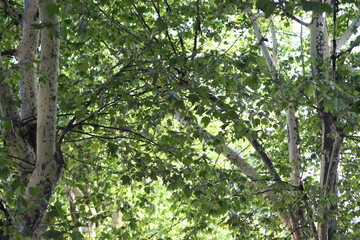 Poster - A bear sits in a tree in the woods.