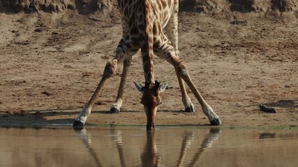 Wall Mural -  a giraffe drinking water from a waterhole front view