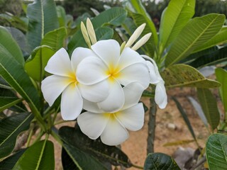 Wall Mural - kamboja flower (Plumeria obtusa) in the morning