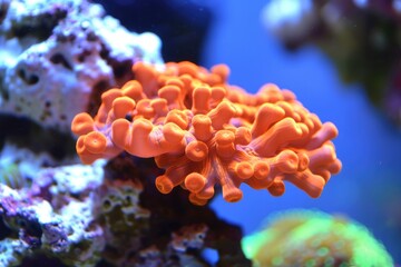 A beautiful orange red coral in Madagascar.