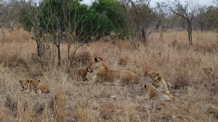 Wall Mural - Lioness with cubs wide angle