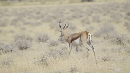 Wall Mural - Deer, antelope or oryx. Wildlife animal in forest field in safari conservative national park in Namibia, South Africa. Natural landscape background.